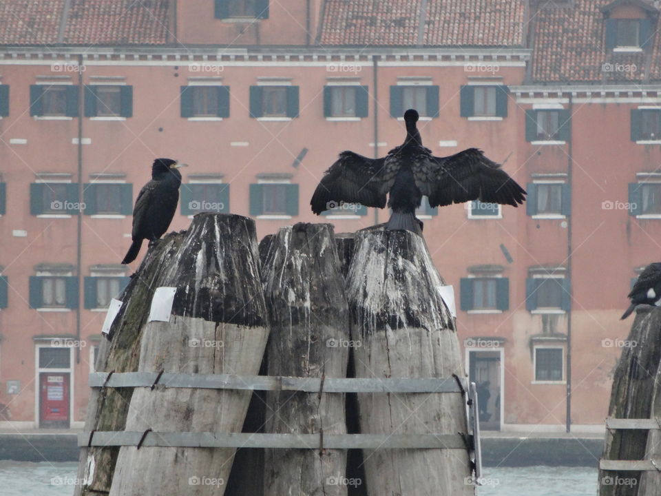 cormorans a venise