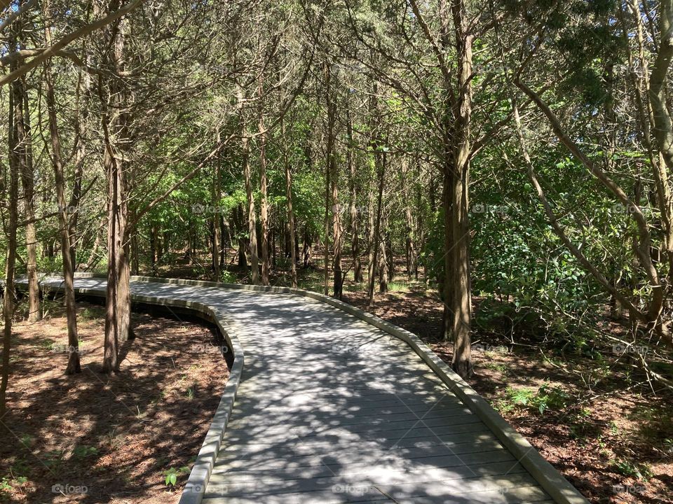 Wooden trail in park