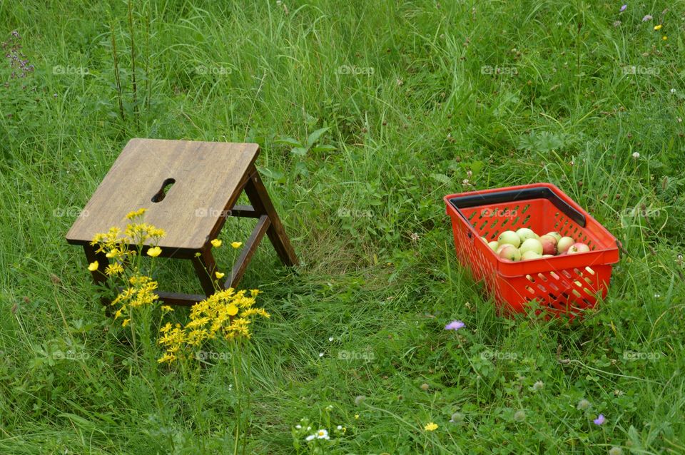 apples at field