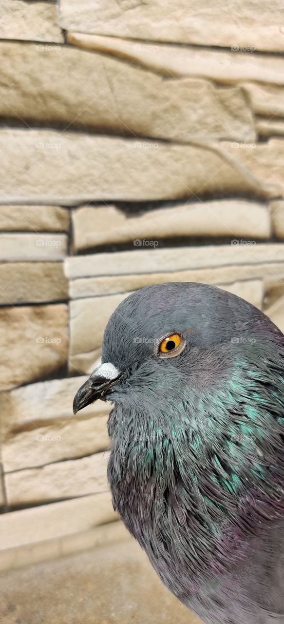 pigeon