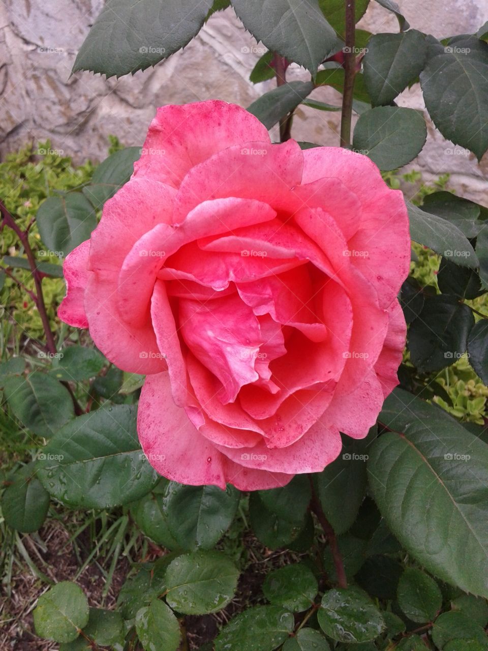 rose flor