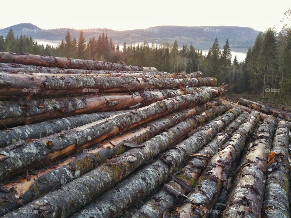 Tree Pile from Deforestation. Pile of chopped down trees on logging road from deforestation at sunset