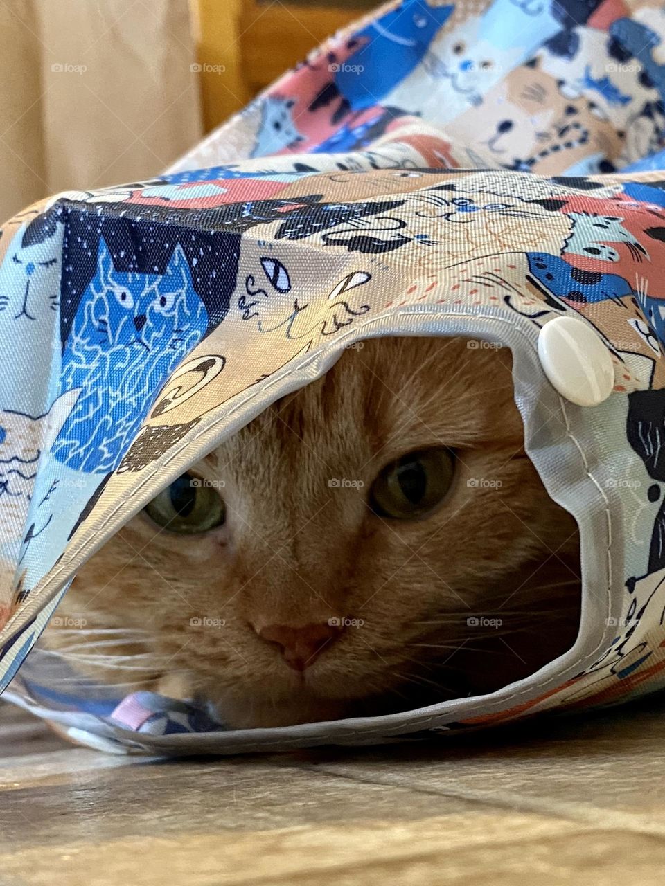 An orange tabby cat sitting inside a reusable shopping bag