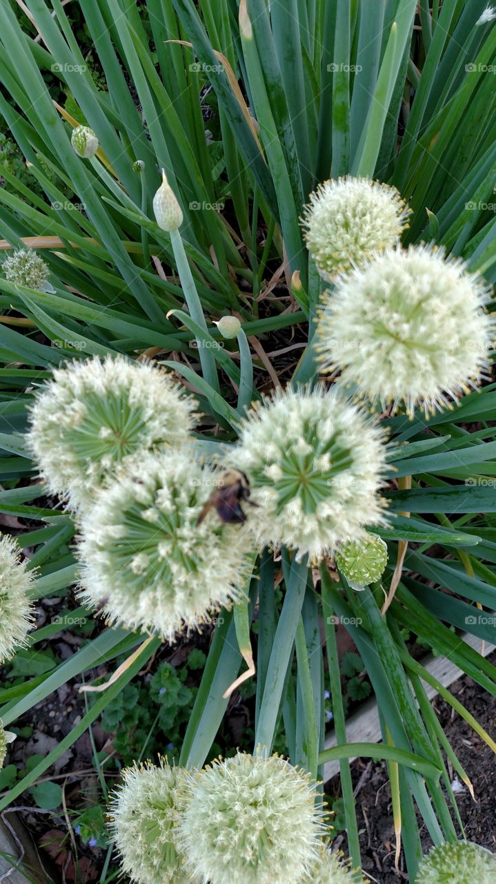 beautiful and wispy flowers