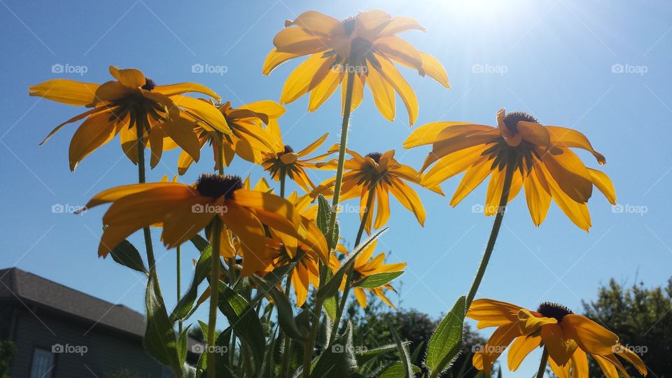 Low angle view of a yellow flowers