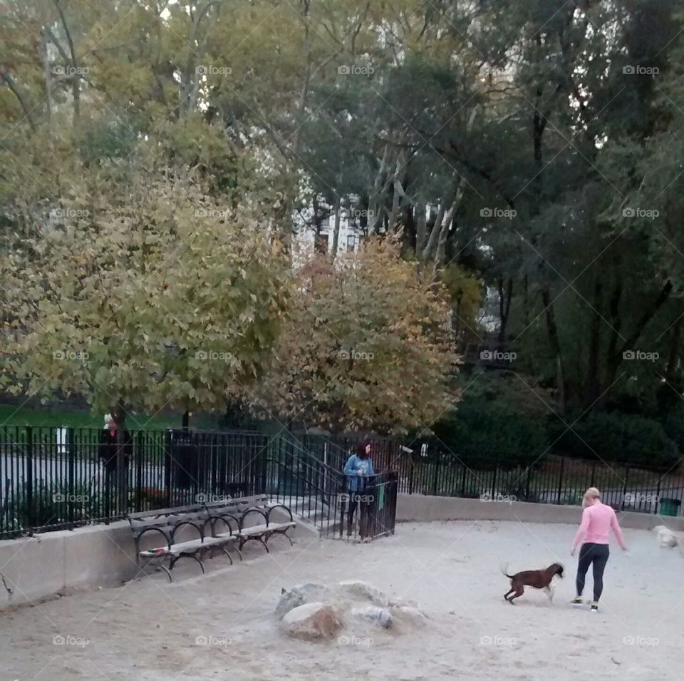 Dog Park Fun Fall. NYC outdoors dog park