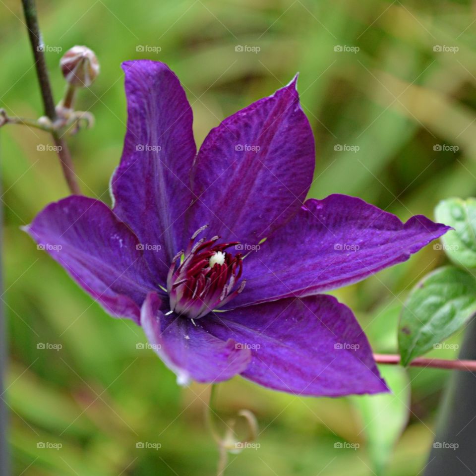 Clematis