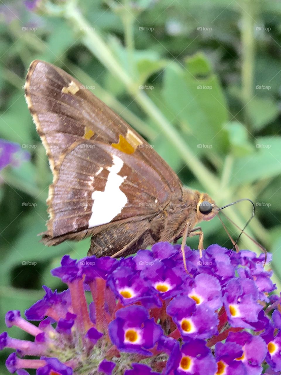 Sphinx Moth on Purple Butterfly Bush. If you look close you'll see the proboscis that's like a straw for drinking the nectar. It uncoils to do this! 💜