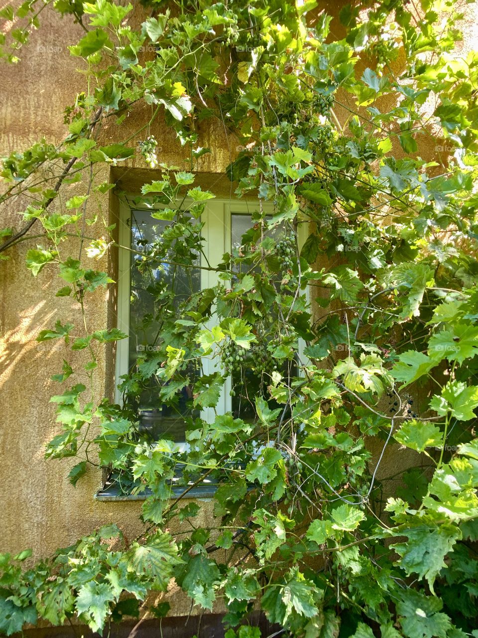 Window with wild grapes