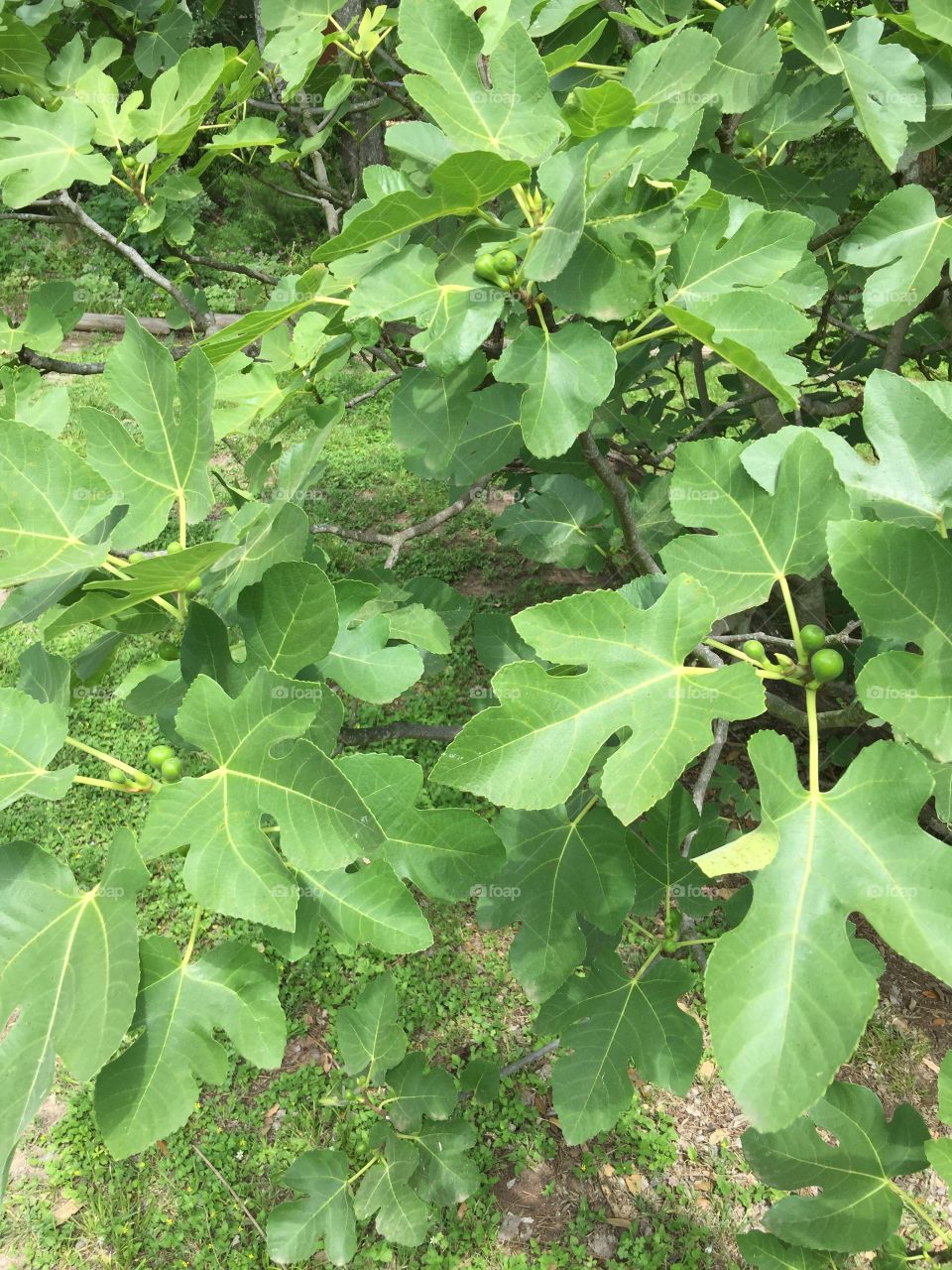 Immature figs on tree