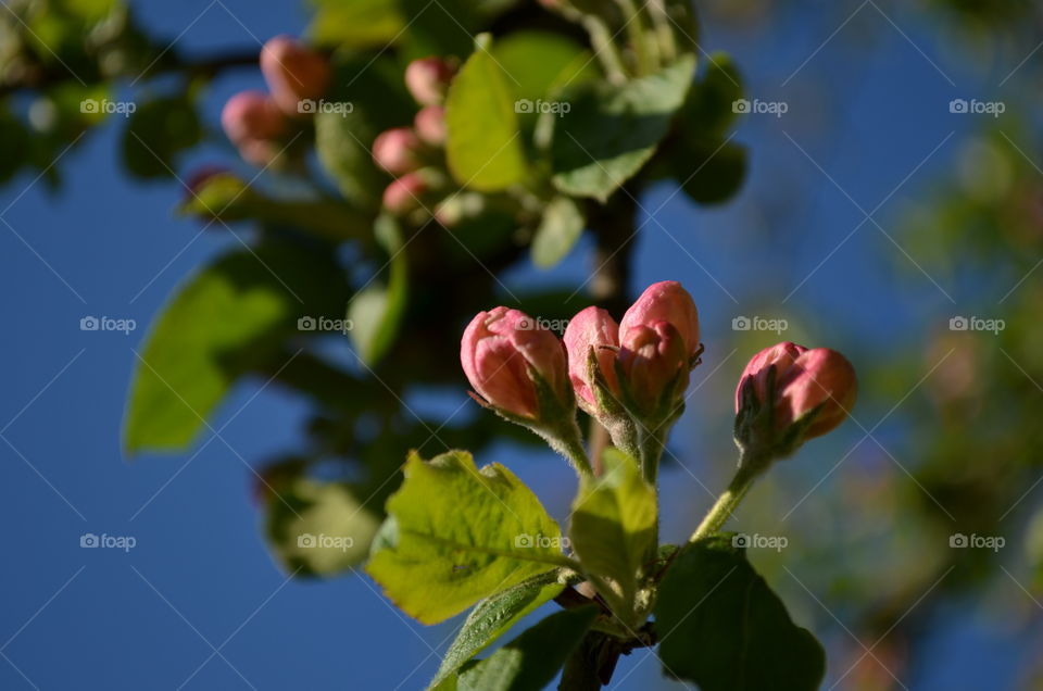 Apple tree in bloom