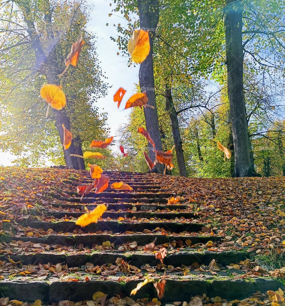 High angle view of a leaf covered stair at a park yellow and red leaves are falling in front of trees with green leaves