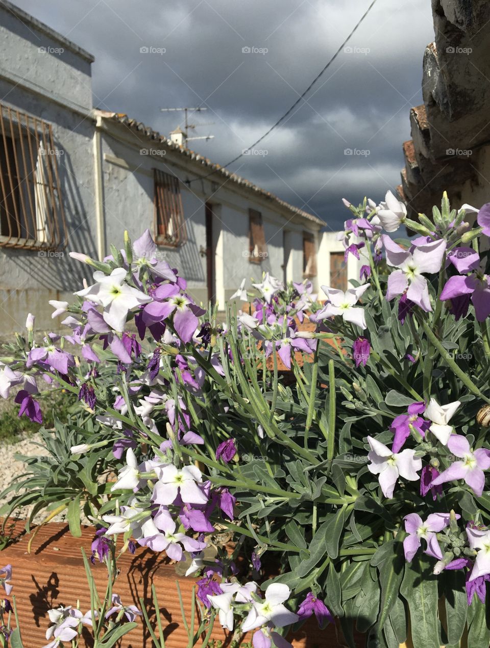 Spring flowers in an old village with grey clouds