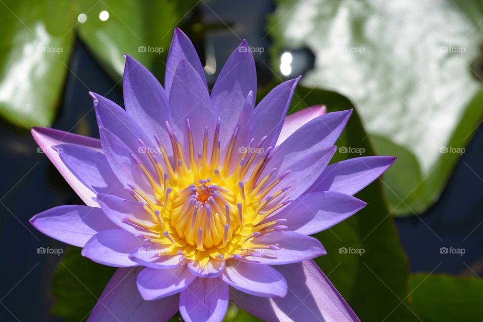 Water Lily