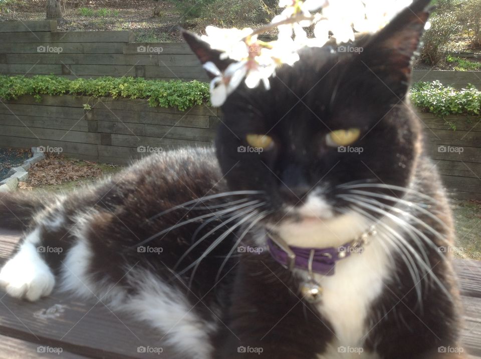 My cat laying outside on deck.