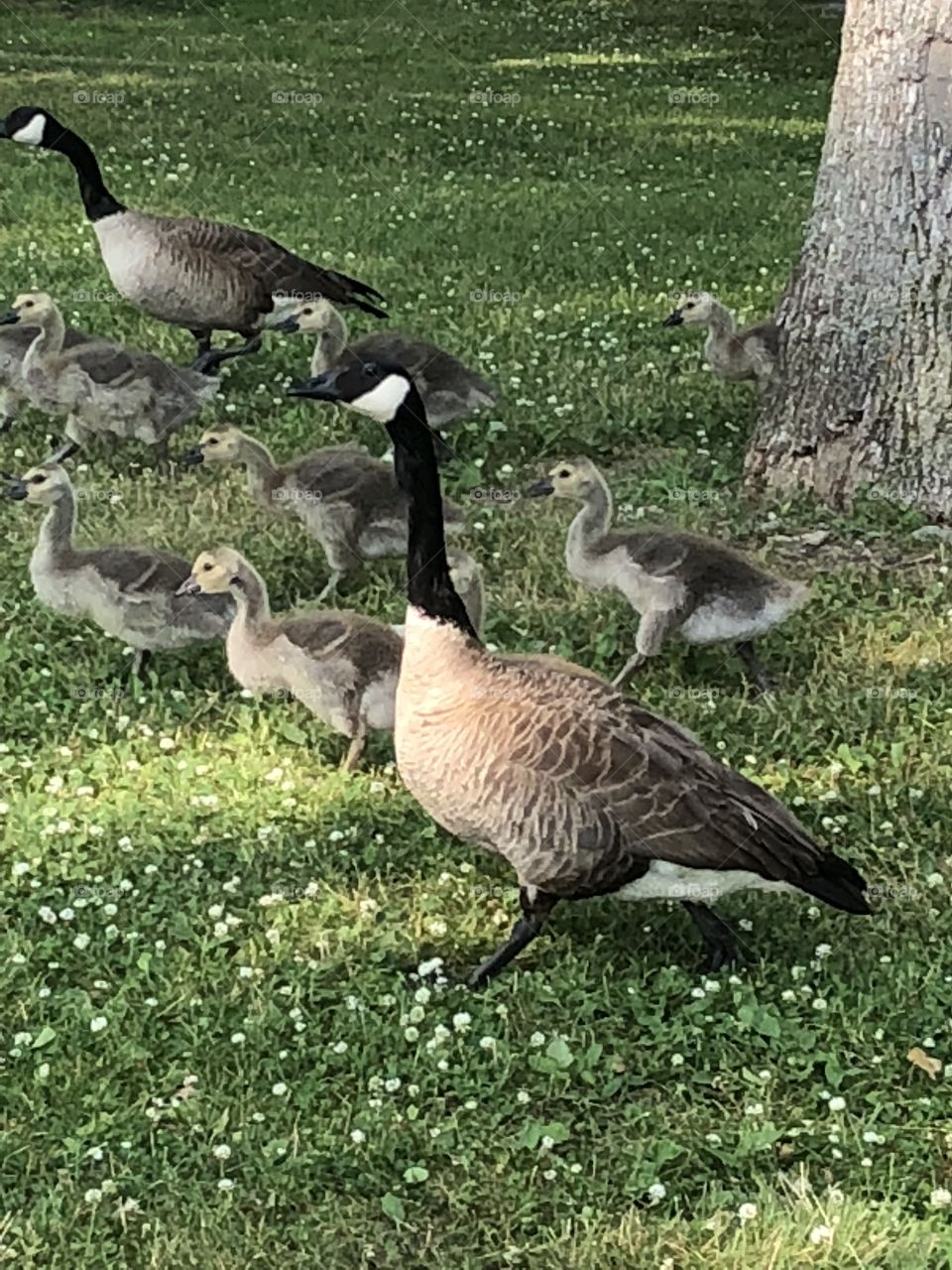 Canada geese and babies walking towards the river 