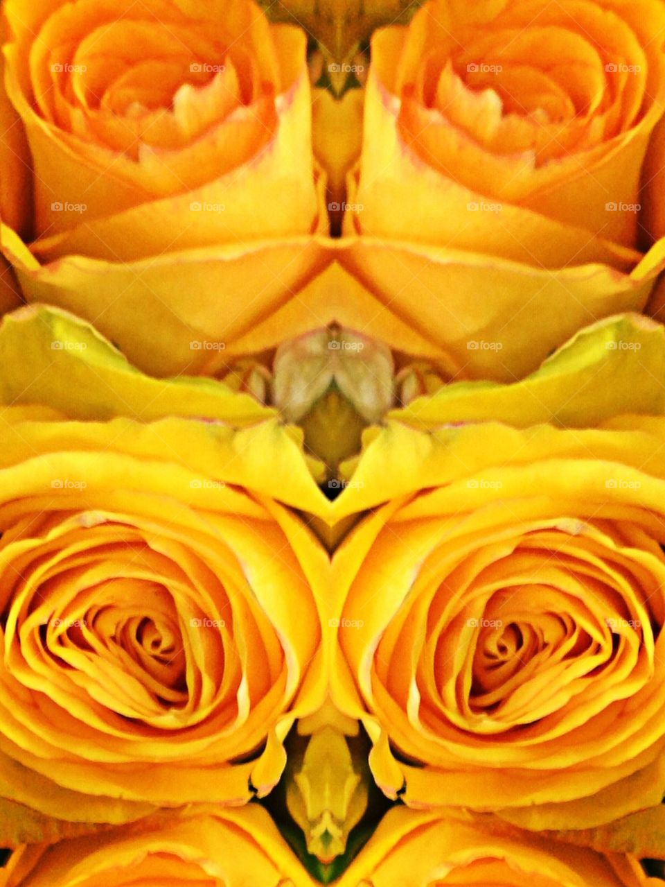 Double yellow roses