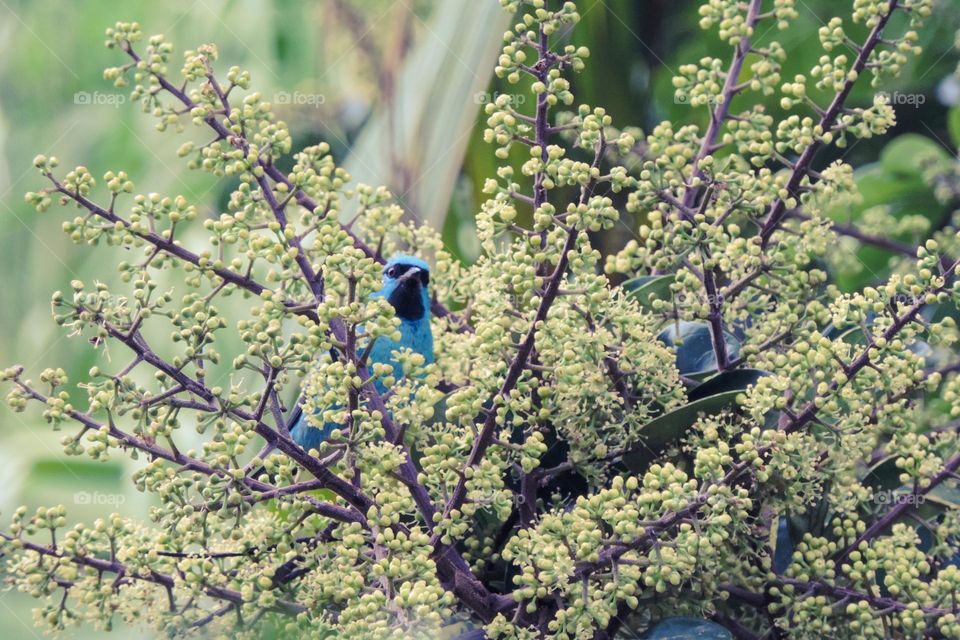 Amado passarinho azul