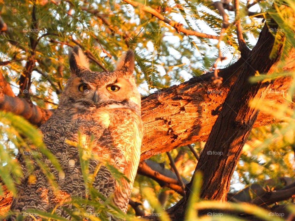 Great horned owl 