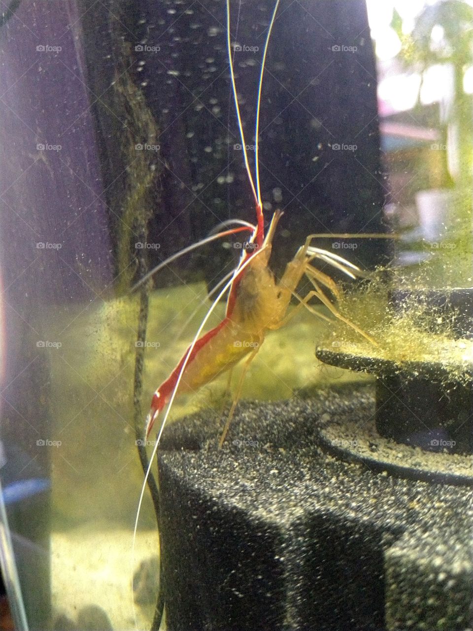 cleaner shrimp