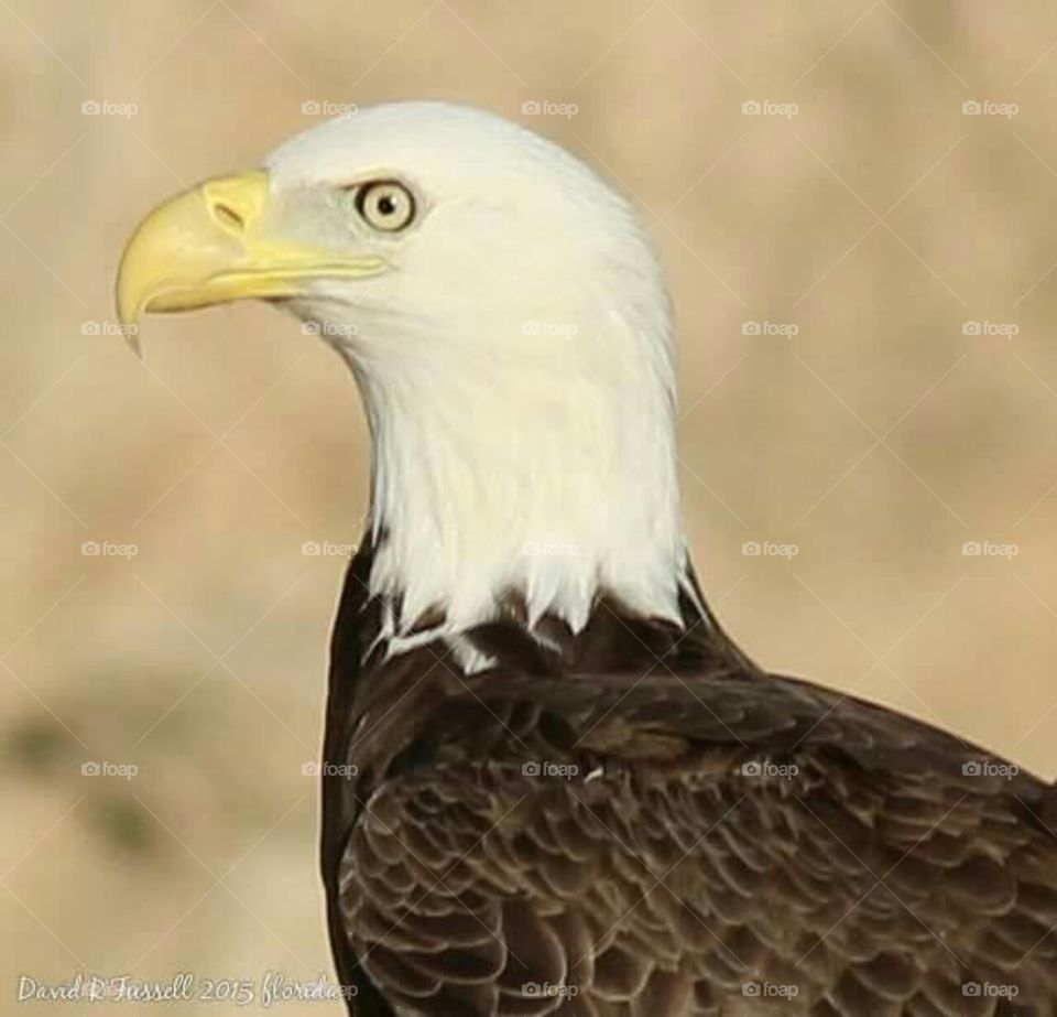 portrait bald eagle