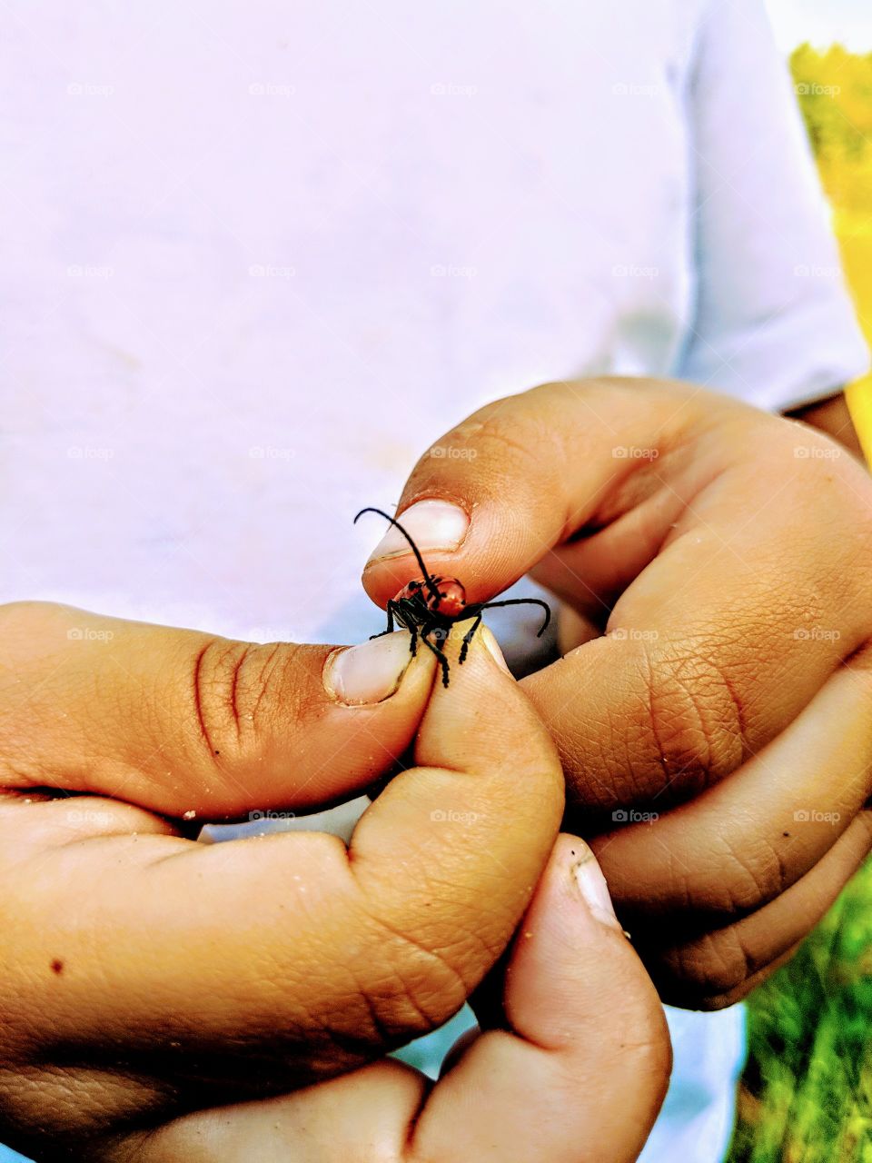 hands holding bug