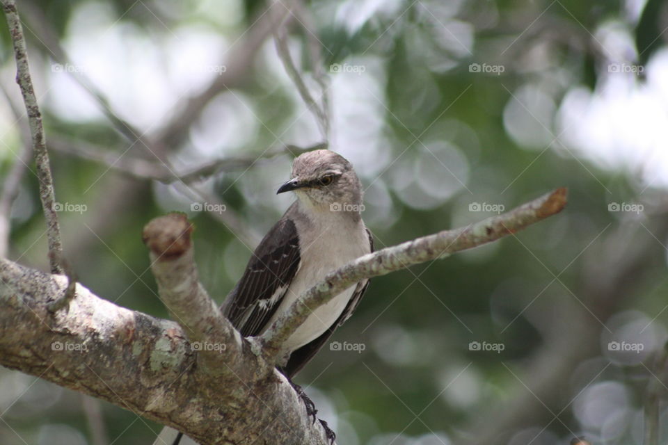 Perching small Bird