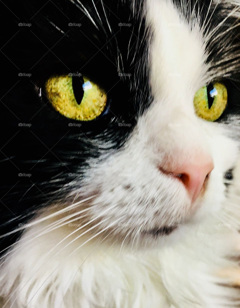 Tuxedo cat vivid color gold eyes 5