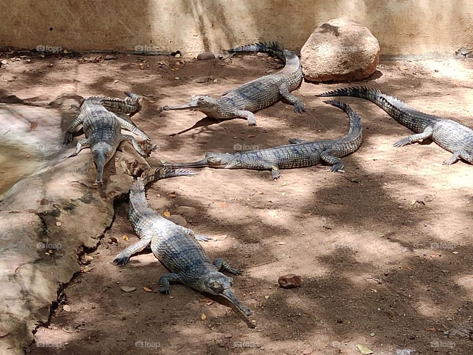 alicator