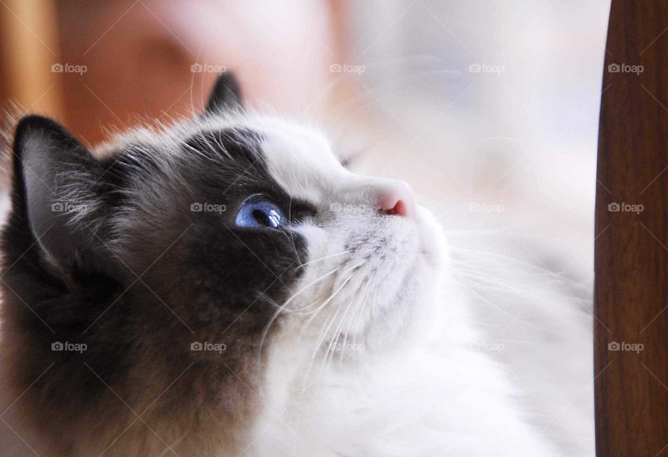 a white and gray cat with special blue eyes