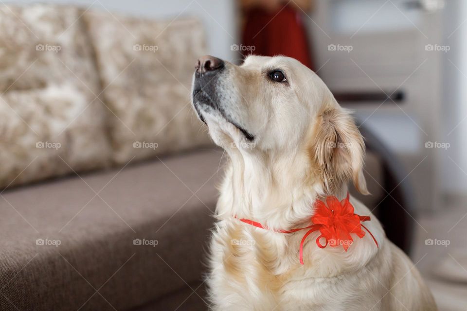 Wedding dog