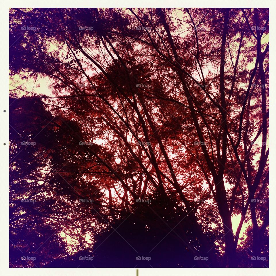 Ultraviolet branches 