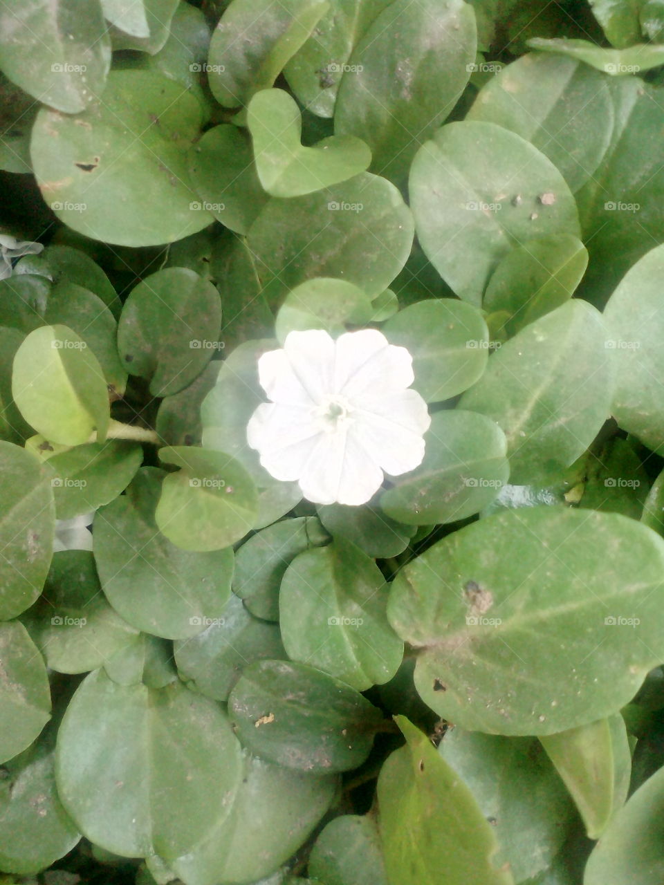 flower of grass.