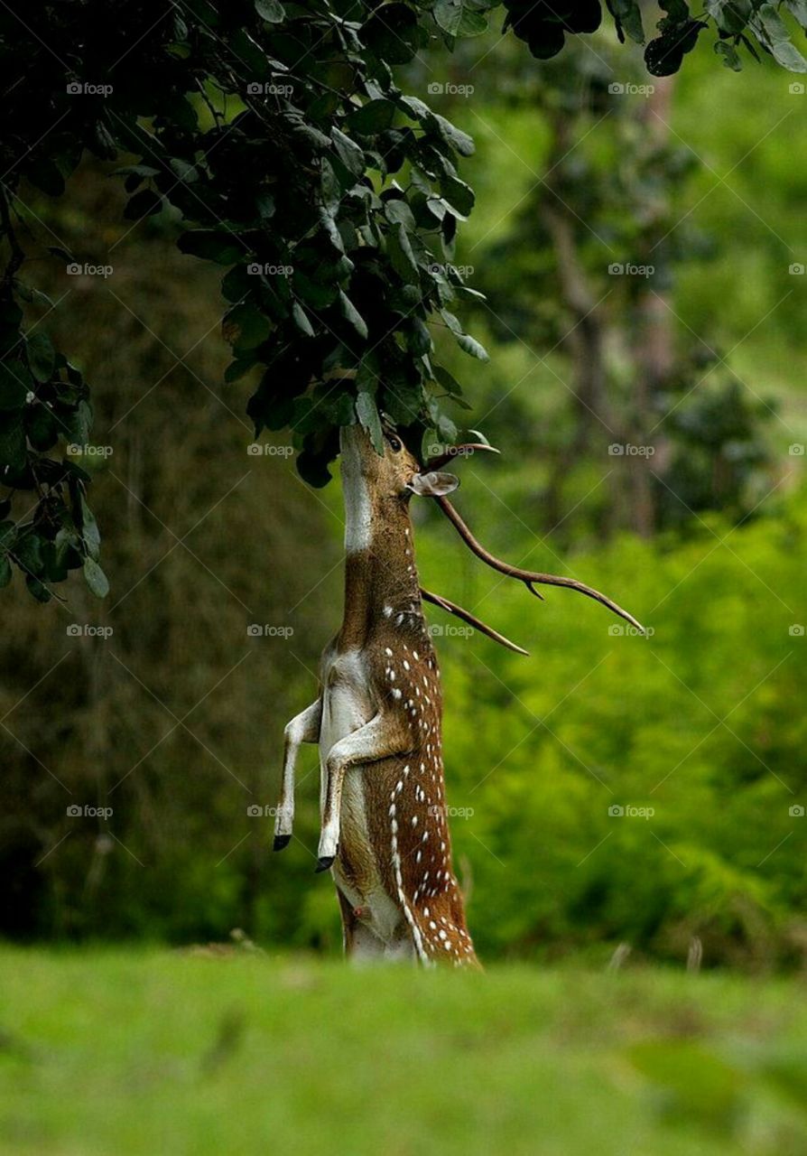 today click at forest