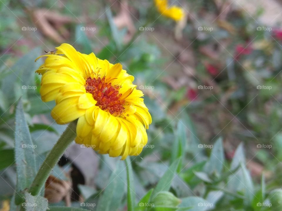 Flower sunflower