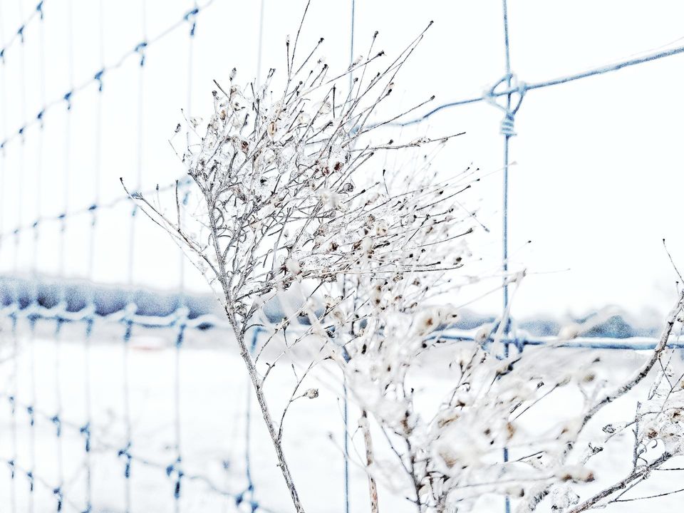 Frozen Weeds by a Fence