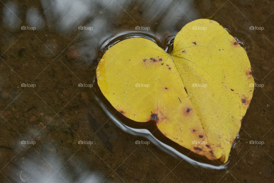 Yellow leaf floating on water