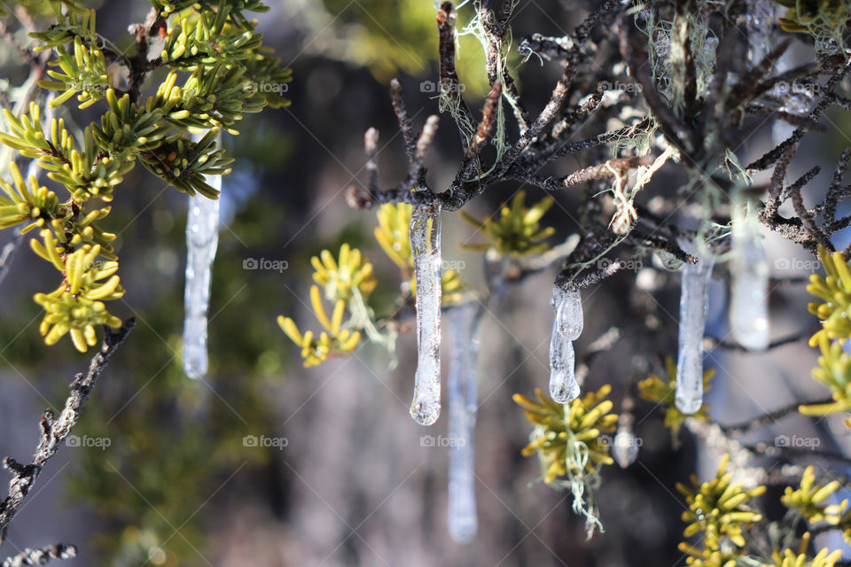 Icicles hanging from a branch