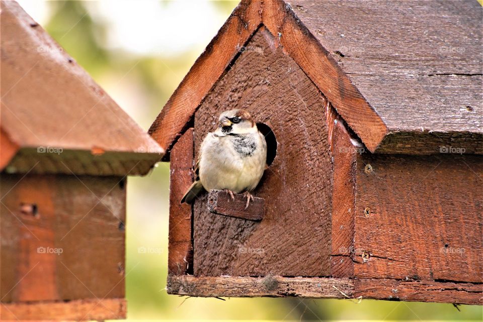 Birdhouse Bird