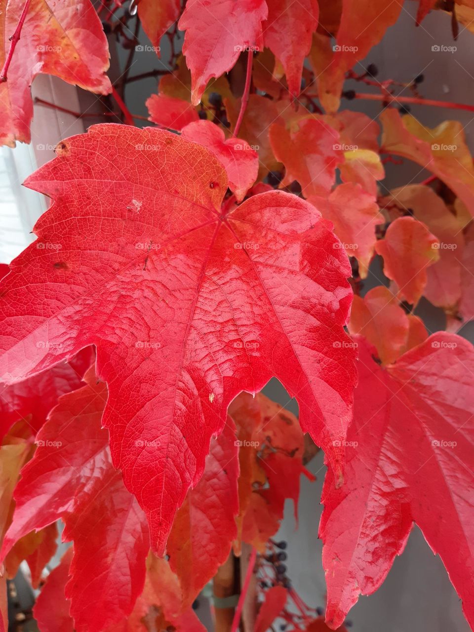 autumn red wild wine leaves with rain, bless with natural water