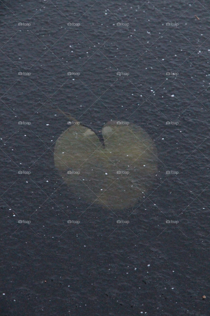 Lily leaf in the ice - heart shaped - näckrosblad hjärta under isen