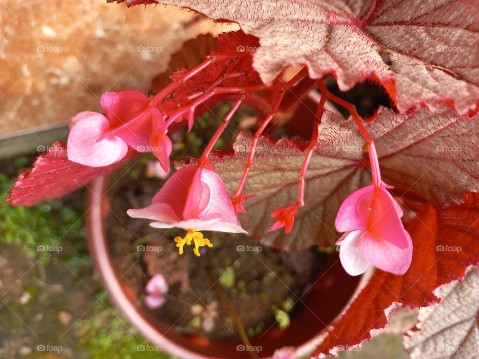 a plant belonging to the Begoniaceae family.