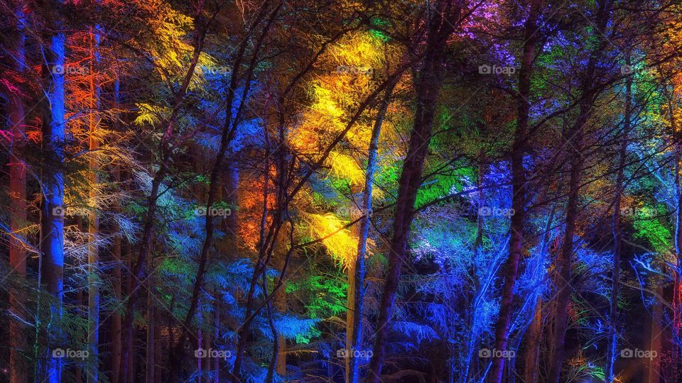 colorful beautiful forest