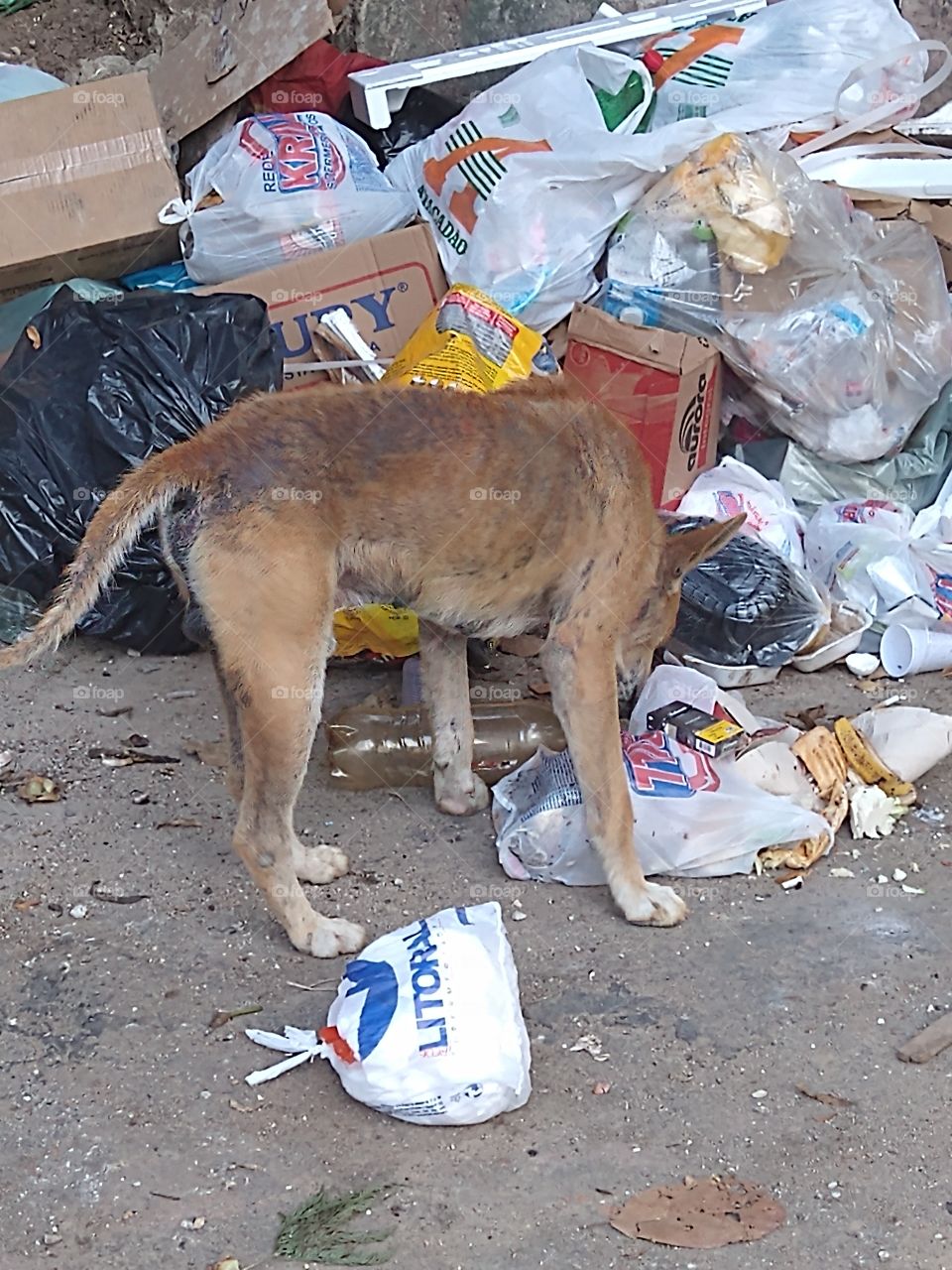 Dog de favela - Fome Zero