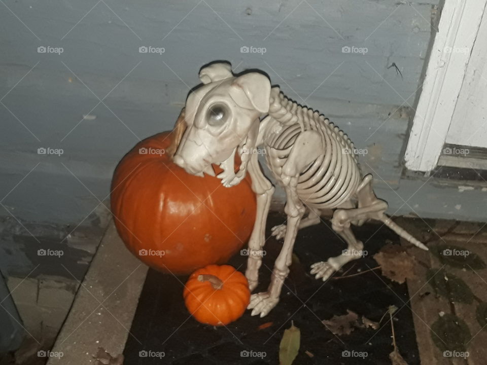 skeleton dog