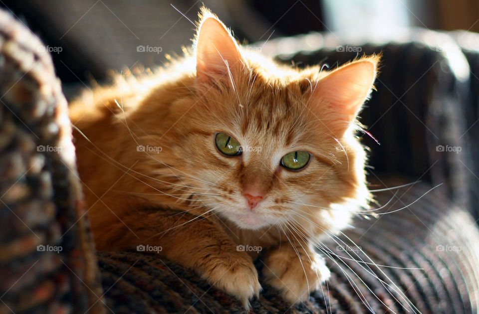 Curious ginger cat