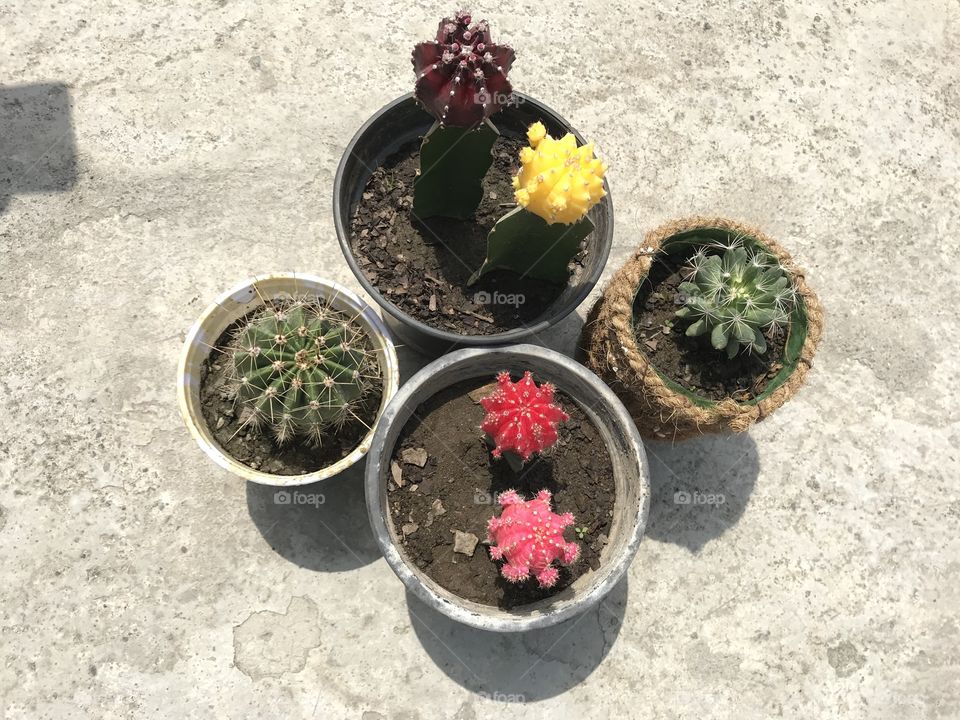 Mix moon cactus 