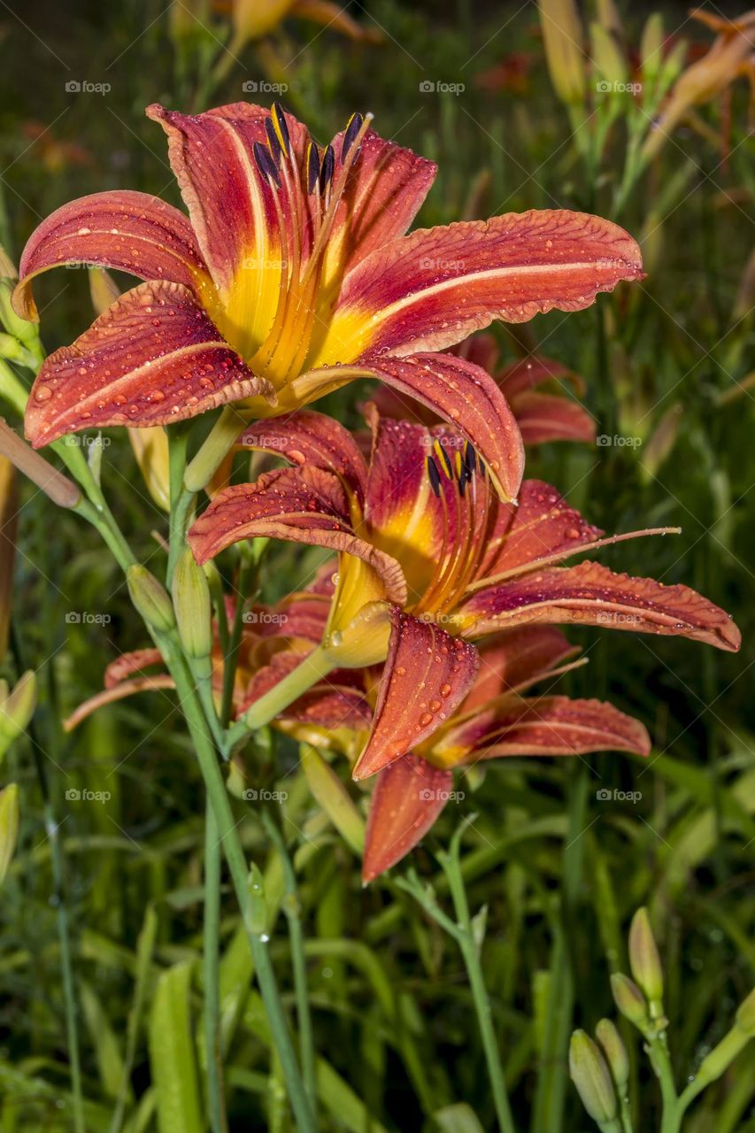 Daylily after the rain.