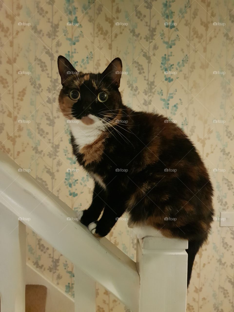 Balancing on the bannister (cat style)