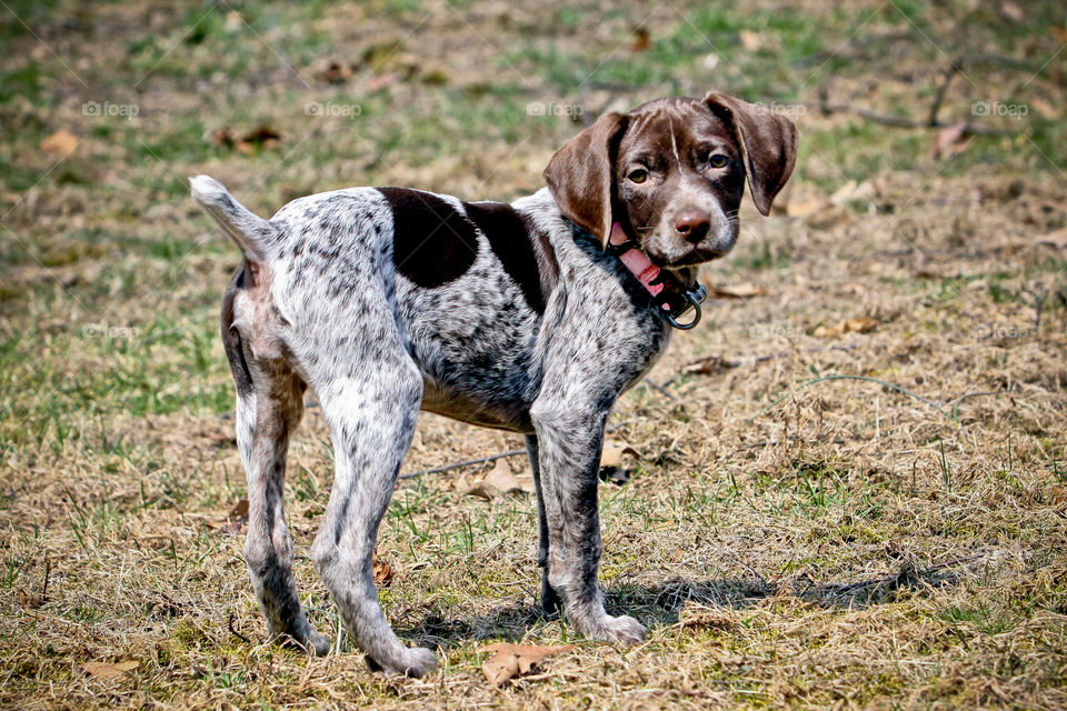 Remi!! GSP